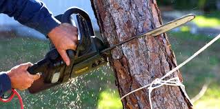 Best Tree Preservation Services  in Santa Teresa, NM