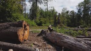 Best Lot and Land Clearing  in Santa Teresa, NM