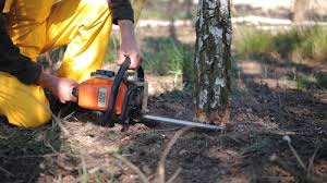 Best Hazardous Tree Removal  in Santa Teresa, NM