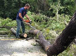 Best Tree Disease Treatment  in Santa Teresa, NM
