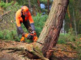 Best Tree Removal  in Santa Teresa, NM