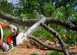 Best Utility Line Clearance  in Santa Teresa, NM