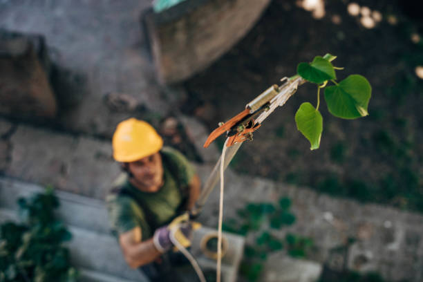 Best Arborist Consultation Services  in Santa Teresa, NM