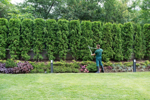 Best Tree and Shrub Care  in Santa Teresa, NM