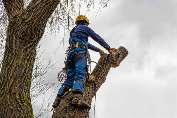 Best Tree Health Inspection  in Santa Teresa, NM