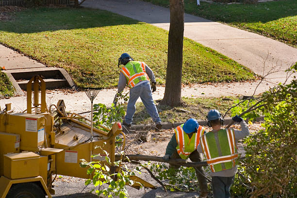 Best Emergency Tree Removal  in Santa Teresa, NM