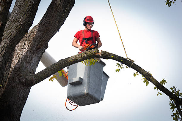 Best Tree Maintenance Programs  in Santa Teresa, NM