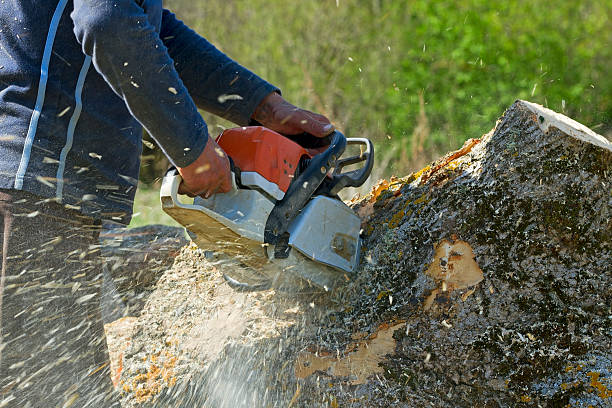 Lawn Watering Services in Santa Teresa, NM